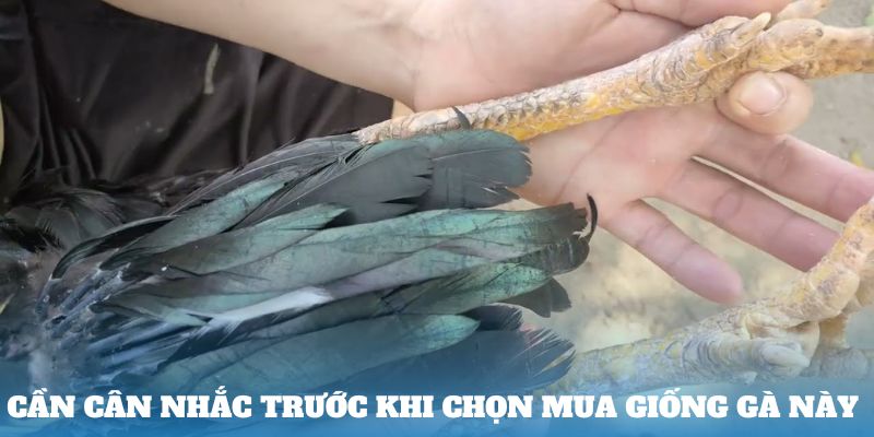 Cần cân nhắc trước khi chọn mua giống gà này 