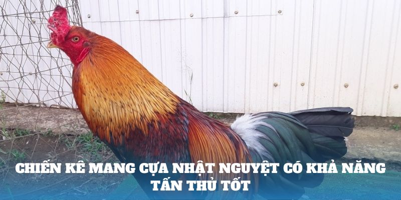 Chiến kê mang cựa nhật nguyệt có khả năng tấn thủ tốt