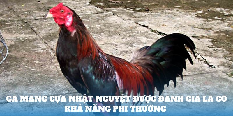 Gà mang cựa nhật nguyệt được đánh giá là có khả năng phi thường 